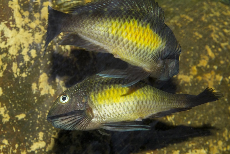 Tropheus moorii 'Kalambo Lodge'
